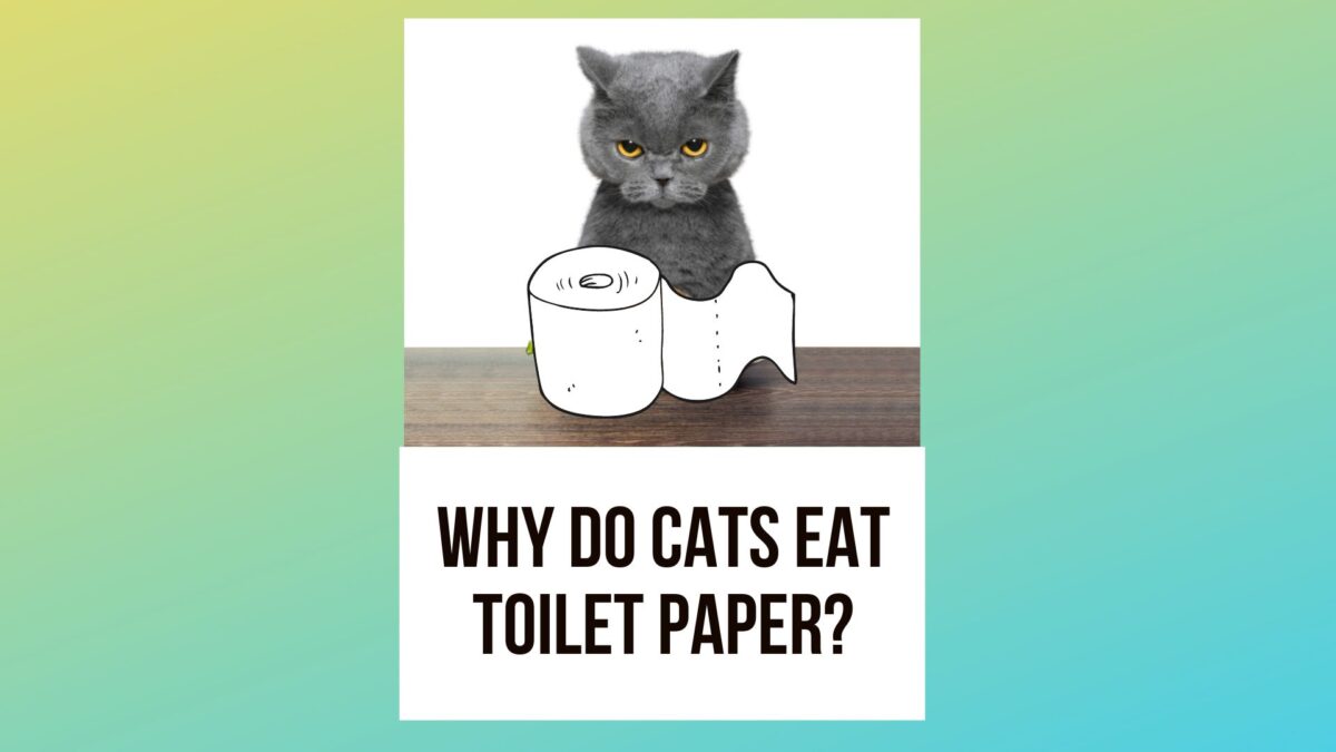 Why Do Cats Eat Toilet Paper, Will It Hurt?