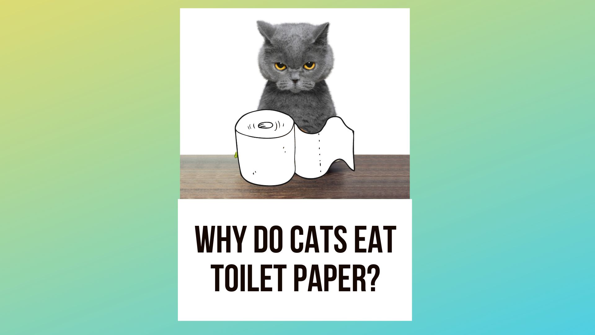 Why Do Cats Eat Toilet Paper