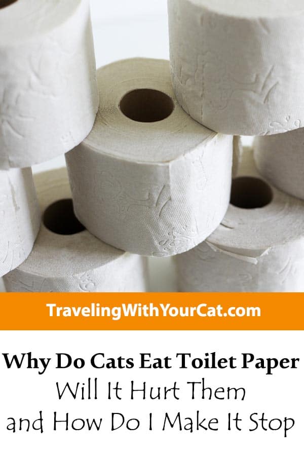Why Do Cats Eat Toilet Paper