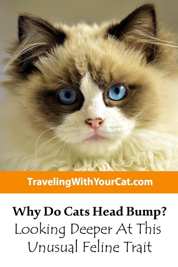 Why Do Cats Head Bump