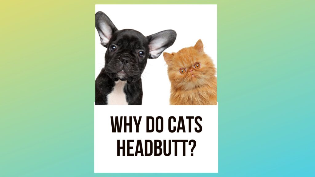 Why Do Cats Headbutt Decoding This Mysterious Feline Habit