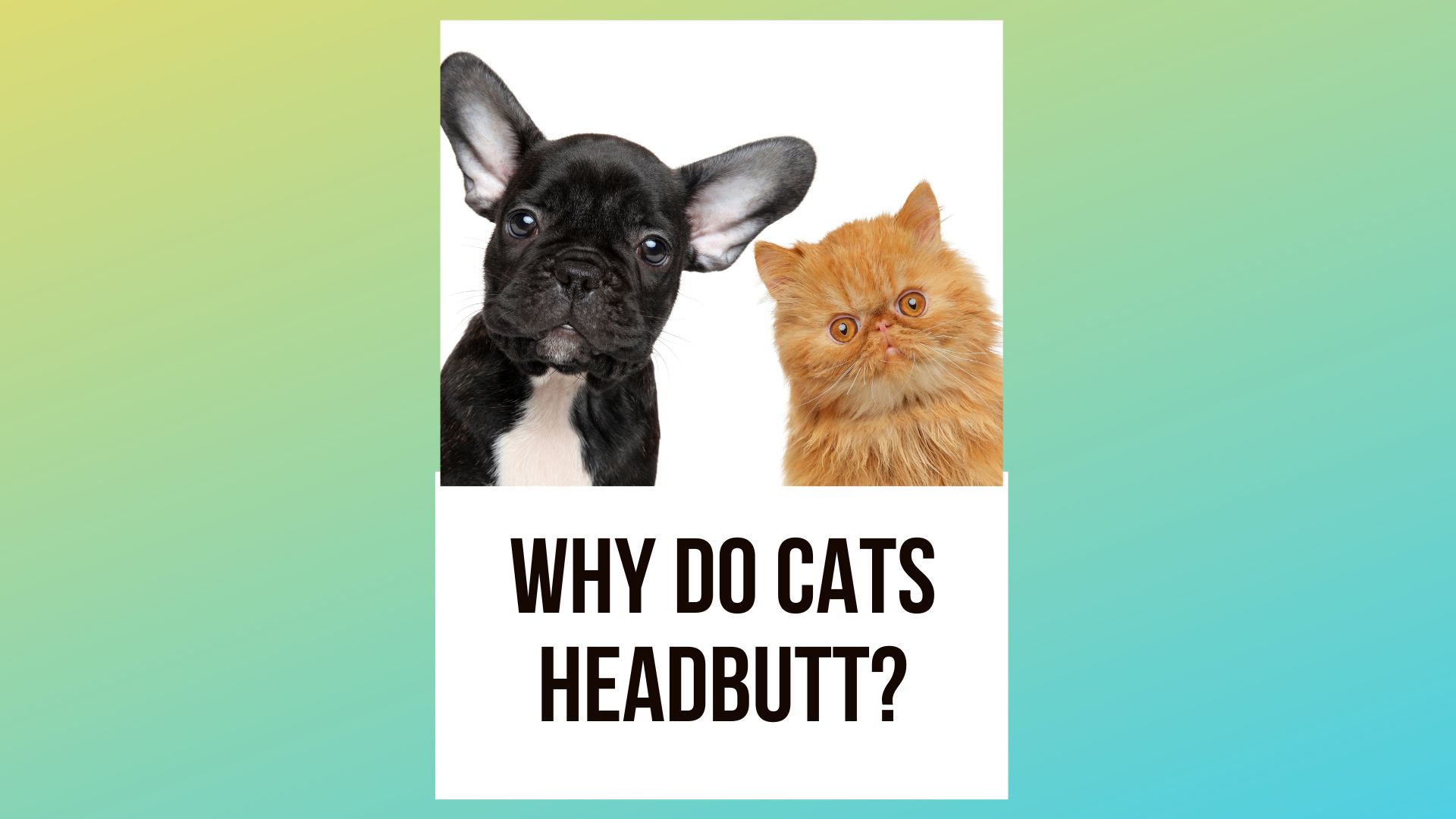 Why Do Cats Headbutt