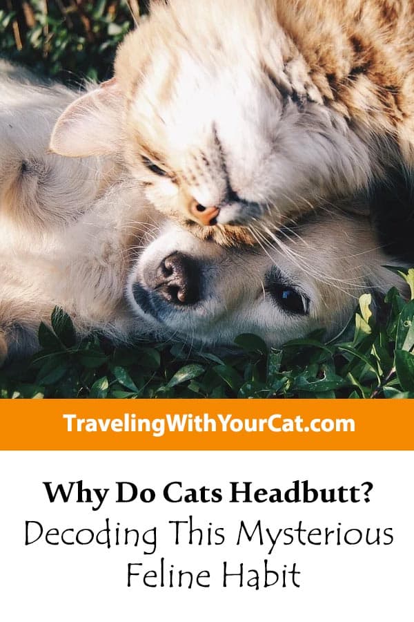 Why Do Cats Headbutt