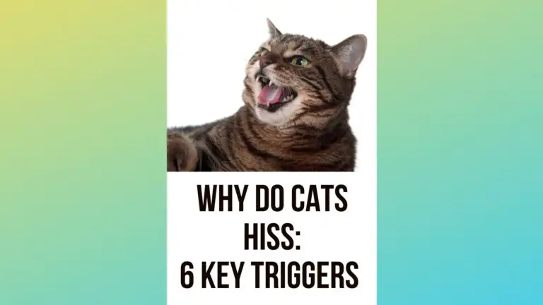 Why Do Cats Hiss: Identifying 6 Key Triggers For Feline Hissing