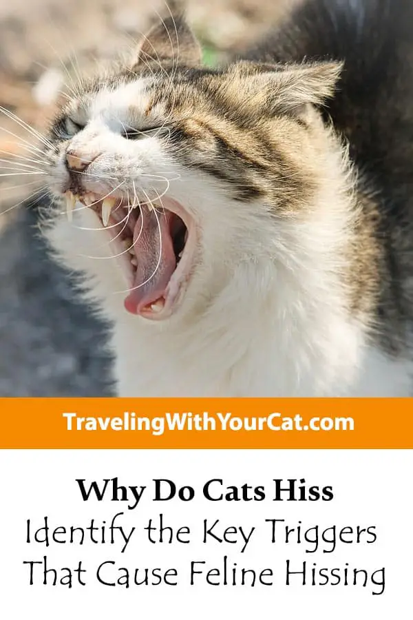 Why Do Cats Hiss