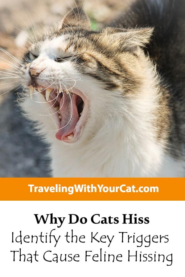 Why Do Cats Hiss