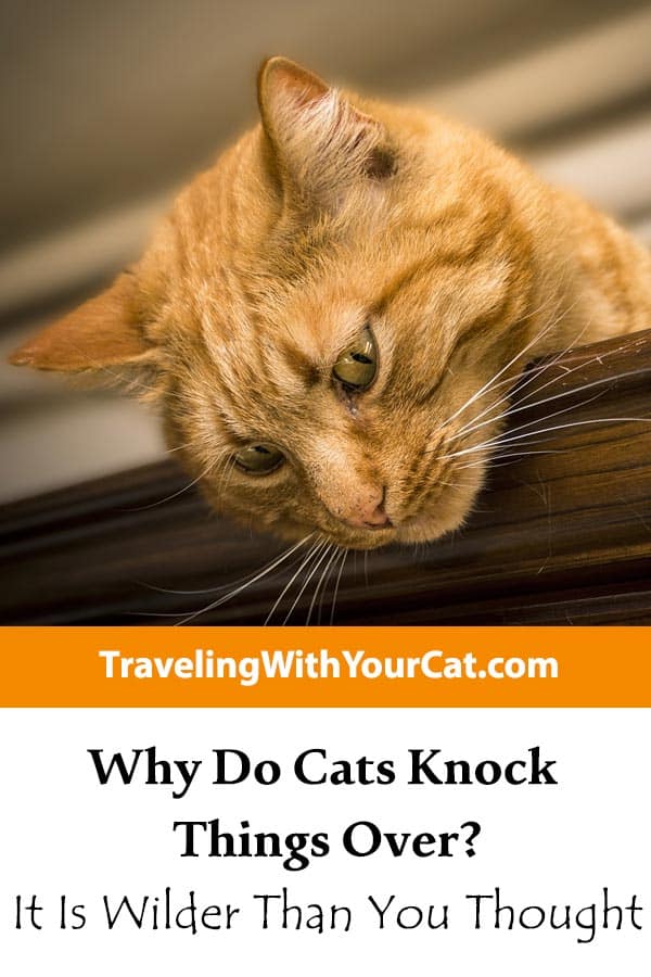 Why Do Cats Knock Things Over