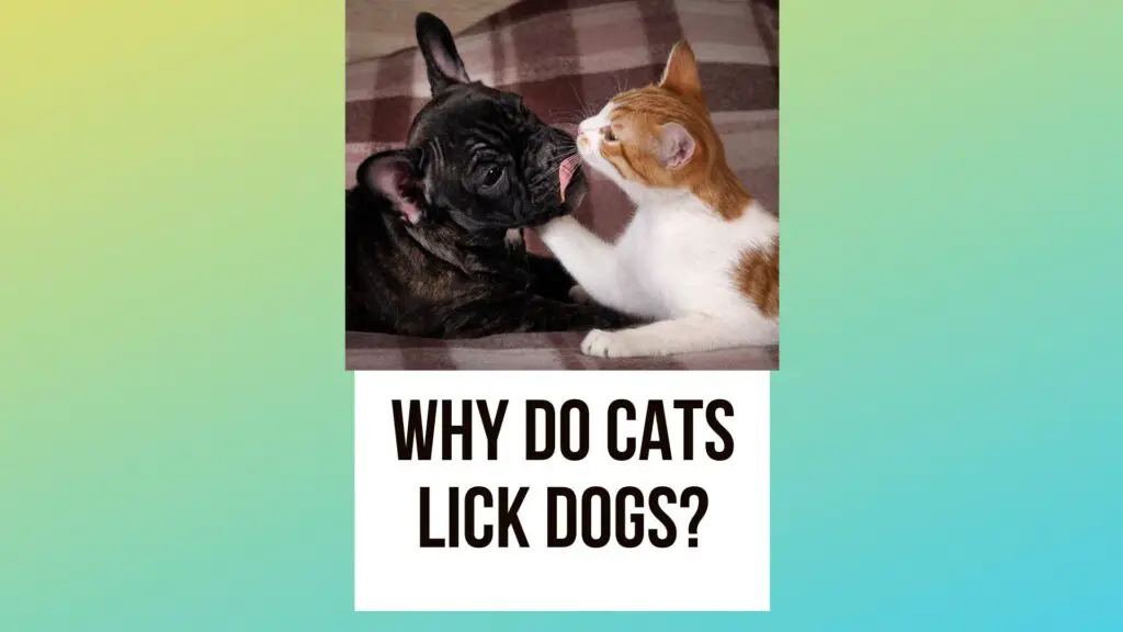 Why Do Cats Lick Dogs