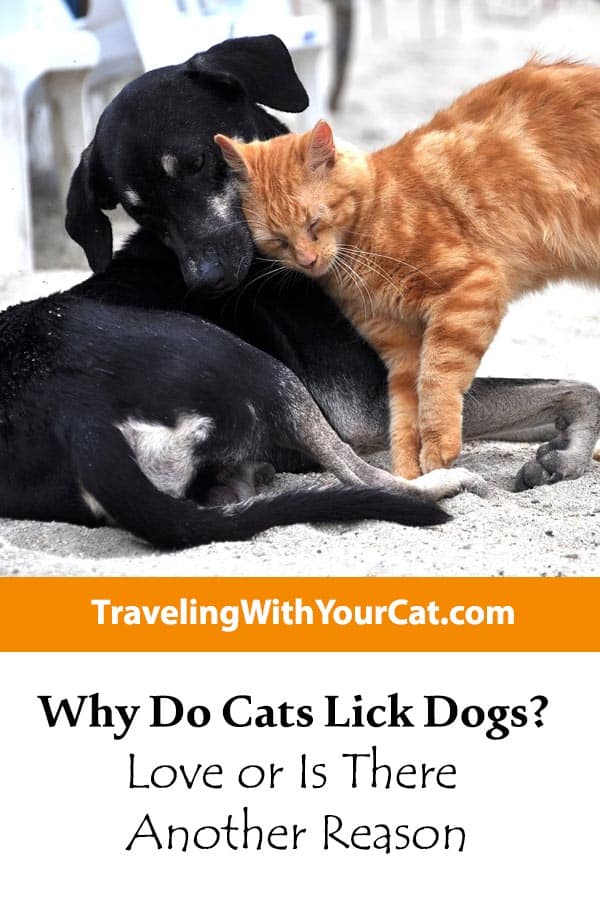 Why Do Cats Lick Dogs