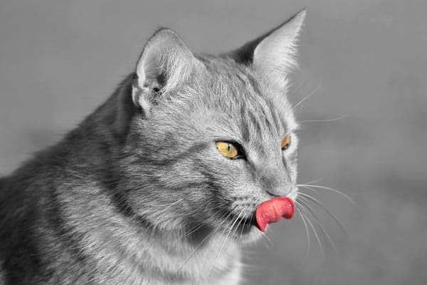 Why Do Cats Lick Each Other