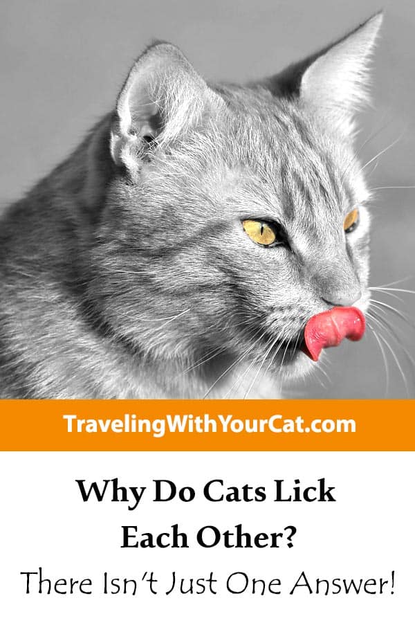 WhyDoCatsLickEachOtherpin Traveling With Your Cat