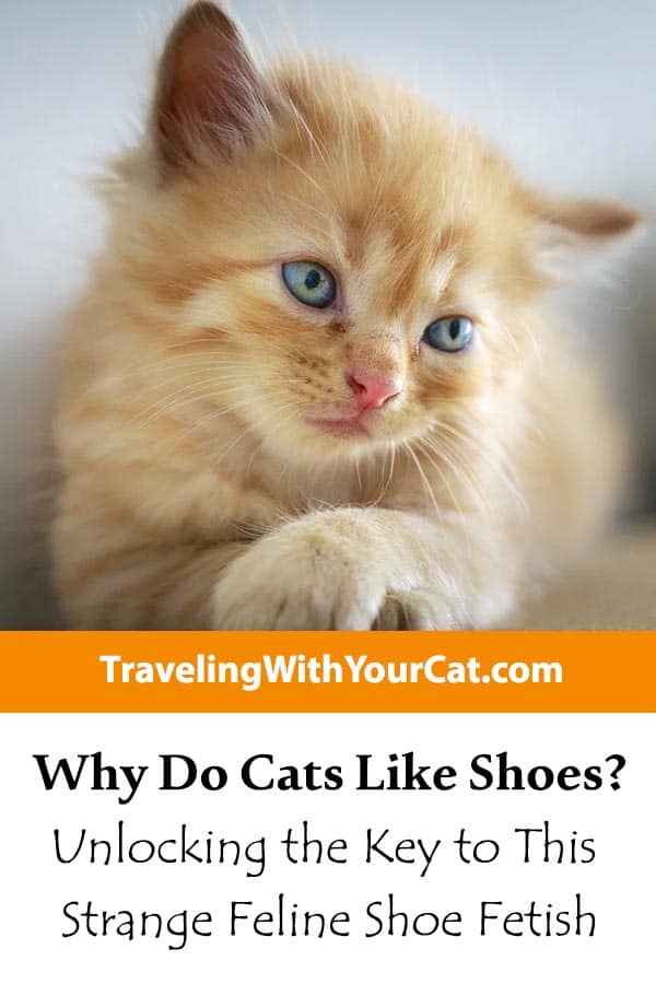 Why Do Cats Like Shoes