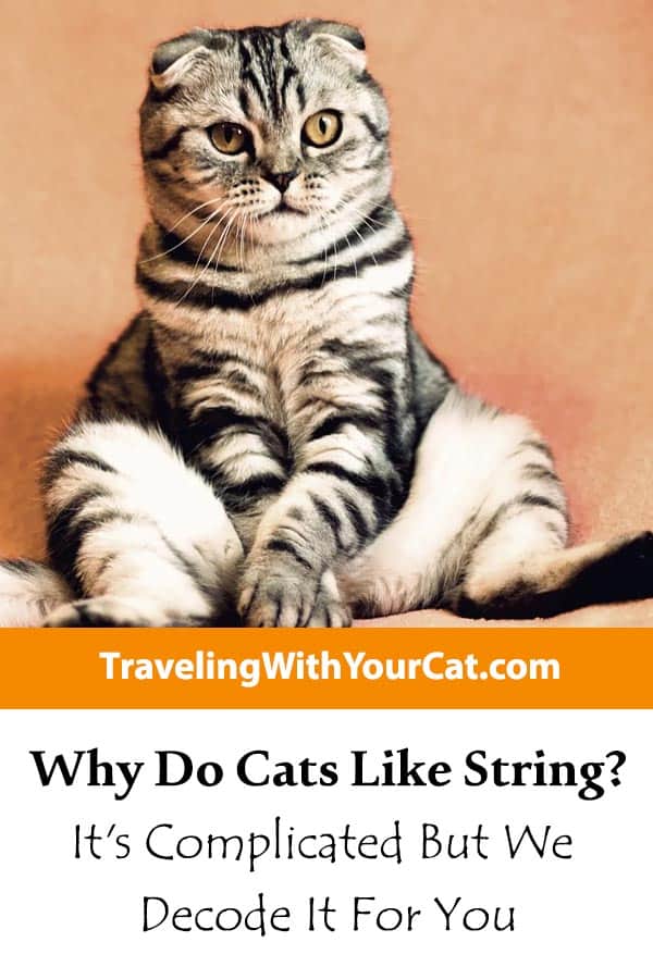 Why Do Cats Like String It’s Complicated But We Decode It For You