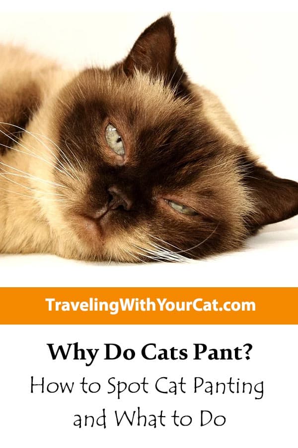 Why Do Cats Pant