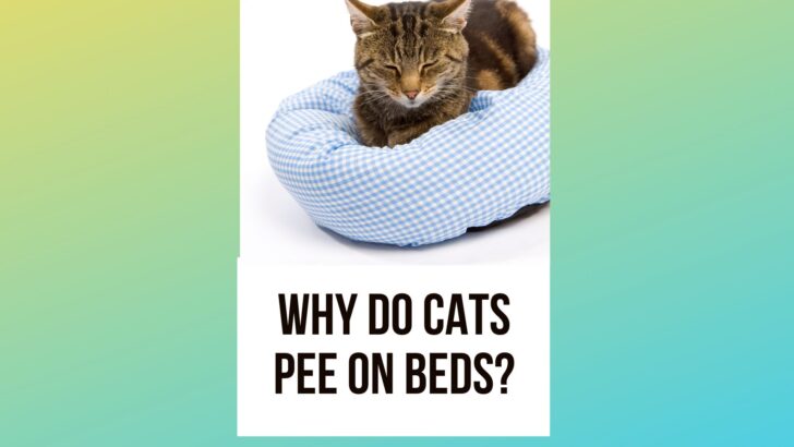 Why Do Cats Pee On Beds: How to Stop This Frustrating Habit