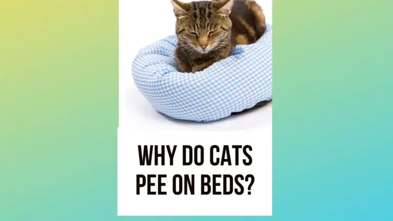 Why Do Cats Pee On Beds: How to Stop This Frustrating Habit
