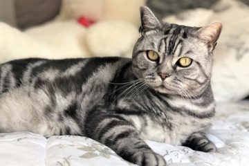 Why do cats pee on my bed