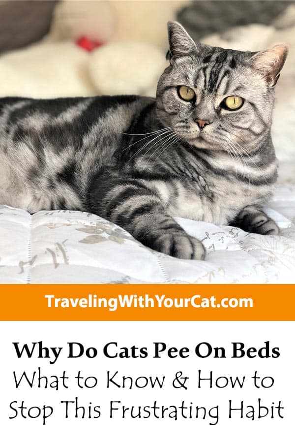 Why Do Cats Pee On Beds What to Know & How to Stop This Frustrating