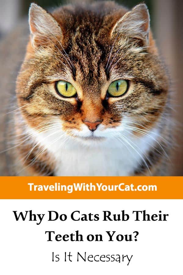 Why Do Cats Rub Their Teeth On You