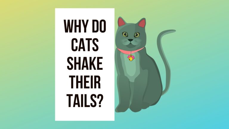 Why Do Cats Shake Their Tails? 7 Valid Reasons