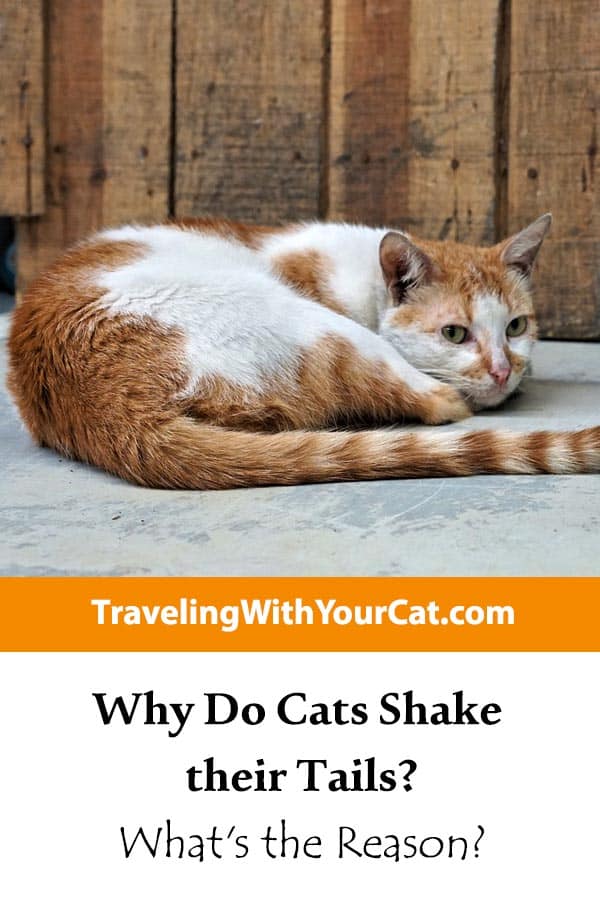 WhyDoCatsShaketheirTailspin Traveling With Your Cat