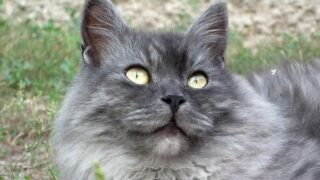 how much do siberian cats cost