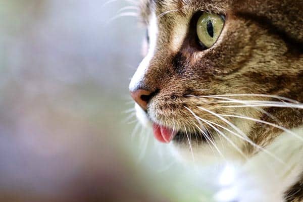 Why My Cat S Eyes Always Stay Dilated Is There A Medical Reason Traveling With Your Cat Why My Cat S Eyes Always Stay Dilated Is There A Medical Reason Traveling With Your Cat