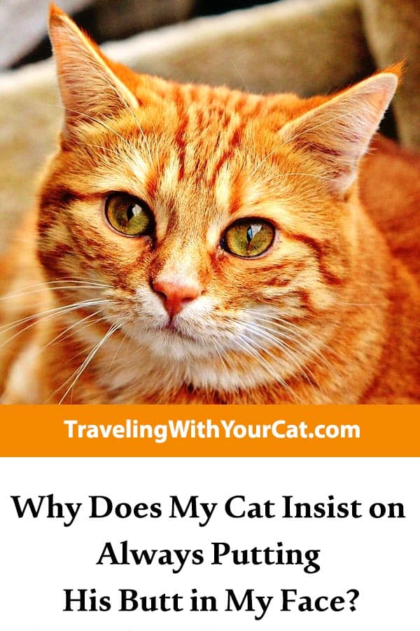 Why Does My Cat Insist on Always Putting His Butt in My Face? - Traveling With Your Cat
