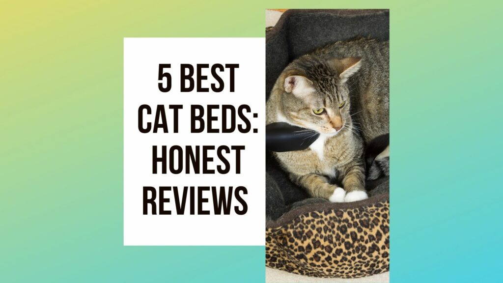 5 Best Cat Beds: Duke It Out For Your Dollar
