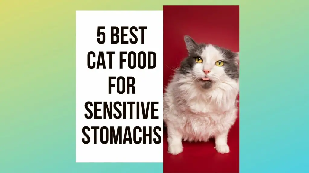 Best Cat Food For Sensitive Stomachs
