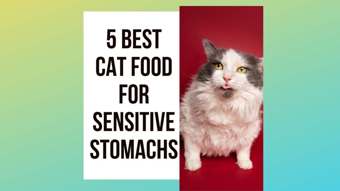 How to Make Tuna Water For Cats? 7 Steps Guide Traveling With Your Cat