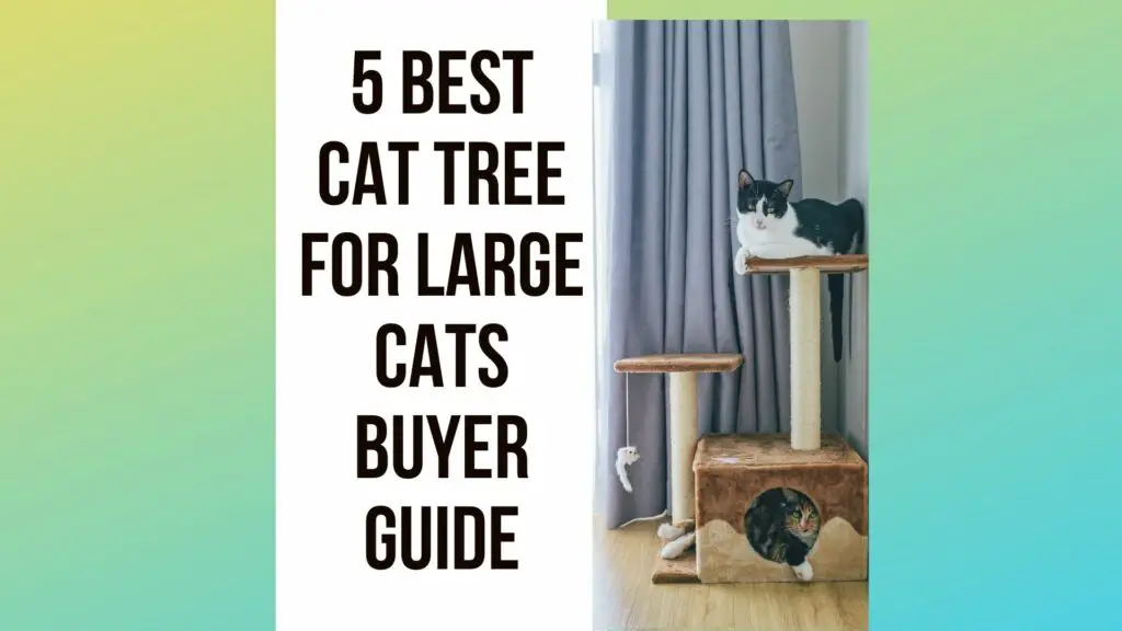 5 Best Cat Tree For Large Cats Buyer Guide