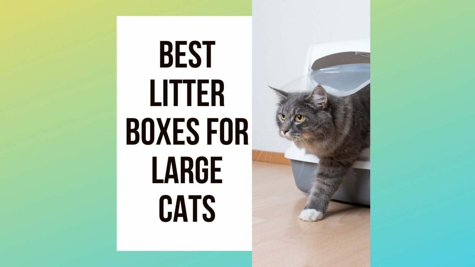 5 Best Litter Boxes for Large Cats [2022 Review] Traveling With Your Cat