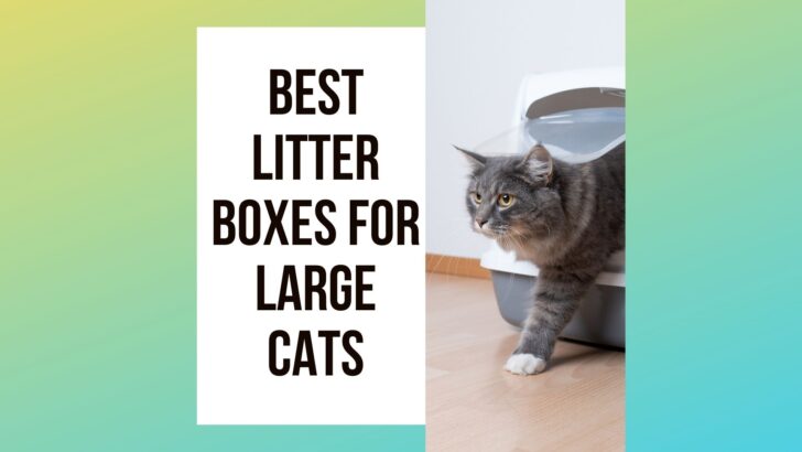 5 Best Litter Boxes for Large Cats [2022 Review]
