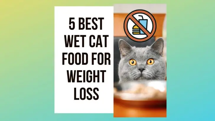 5 Best Wet Cat Food For Weight Loss