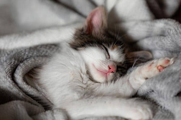 Do Cats Need Beds? | Traveling With Your Cat