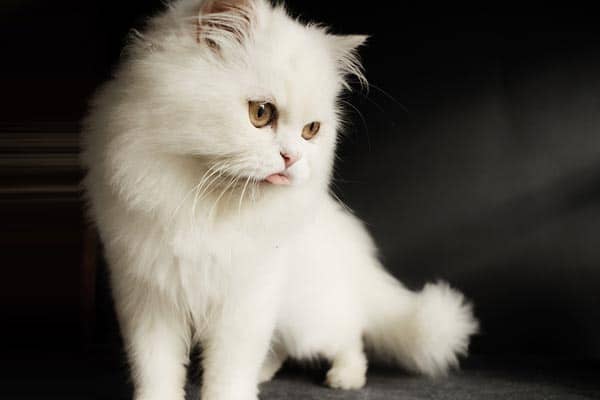 How Long Do Persian Cats Live in Most Cases?