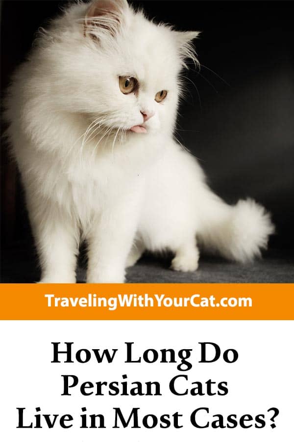 How Long Do Persian Cats Live