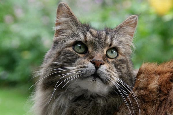 How Much Do Maine Coon Cats Cost – What Are the Yearly Costs?