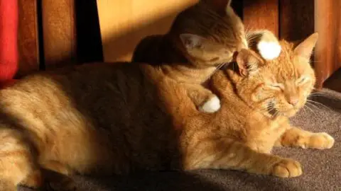 Why Are Cats Always Grooming Each Other – Is This It Normal?
