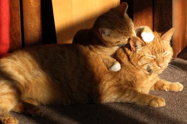 Why Are Cats Always Grooming Each Other – Is This It Normal?