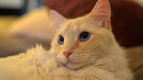 Flame Point Siamese – Your Own Personal Groupie