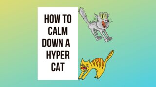 Calm Down My Crazy Hyper Cat