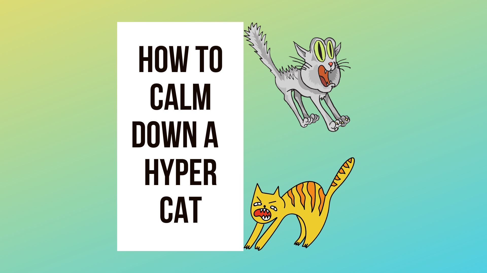 Calm Down My Crazy Hyper Cat