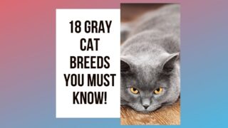 Gray Cat Breeds