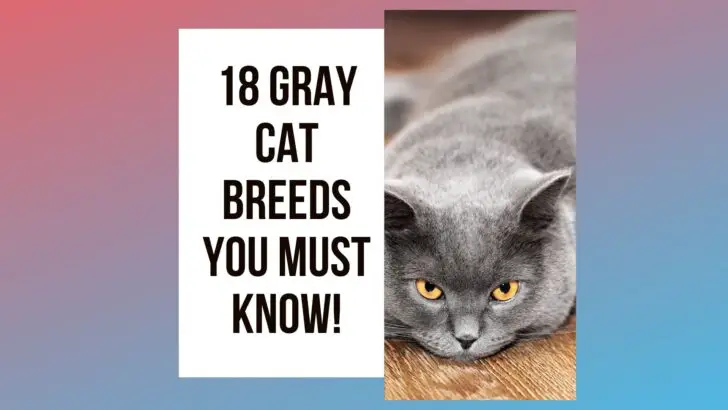 18 Gray Cat Breeds You Must Know!