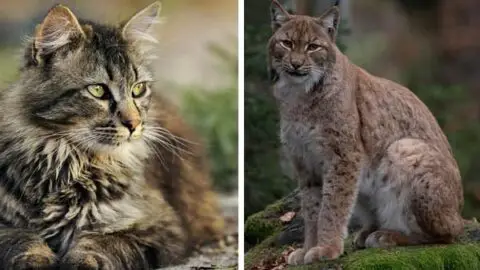 House Cat Vs Bobcat: Is It All About Their Tails?