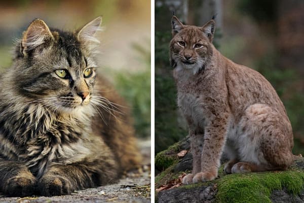 House Cat Vs Bobcat