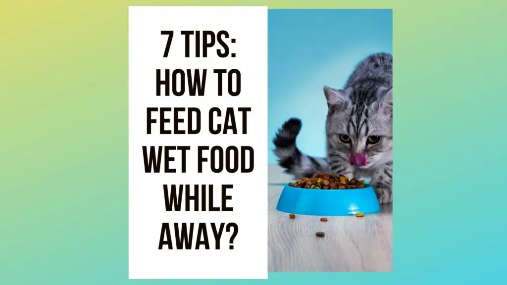 7 Tips: How To Feed Cat Wet Food While Away?