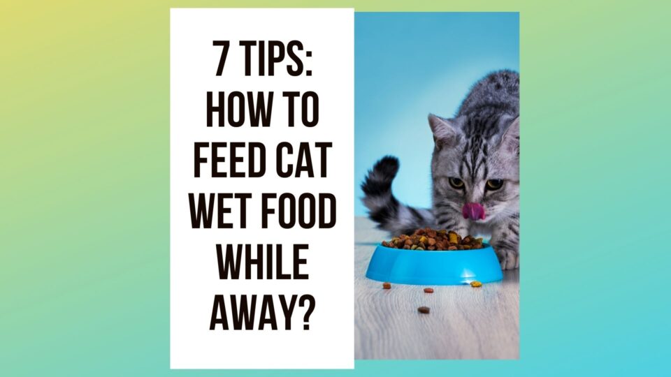 How to Make Tuna Water For Cats? 7 Steps Guide Traveling With Your Cat